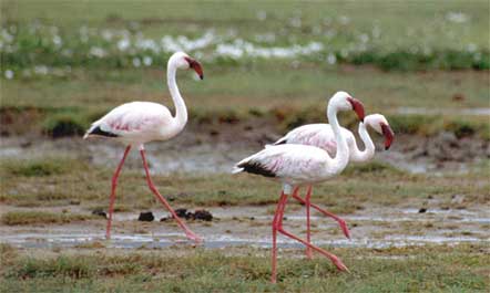  - lesser_flamingo