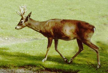 pampas_deer.jpg