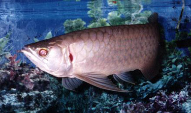golden arowana cites